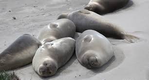 elephant seals